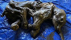 Zlatokop na Klondiku objevil vzácně zachovalou mumii mamutího mláděte. (27. 6....