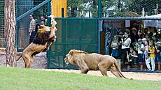 Lvi berbertí mají v plzeské zoo zmodernizovaný výbh. (28. 6. 2022)