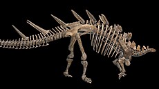 Stegosauři, mezi které patří i tento kosterní exemplář východoafrického druhu...