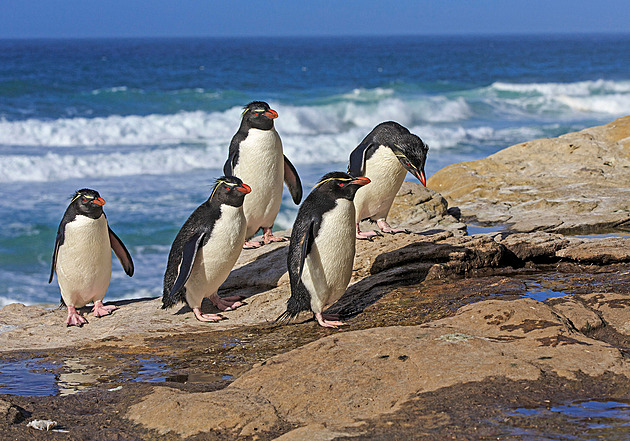 Vědci přišli s překvapivým vysvětlením homosexuálního chování mezi savci