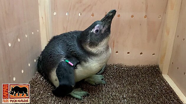 Do dvorského safari parku dorazili tučňáci citliví na stres, potřebují klid
