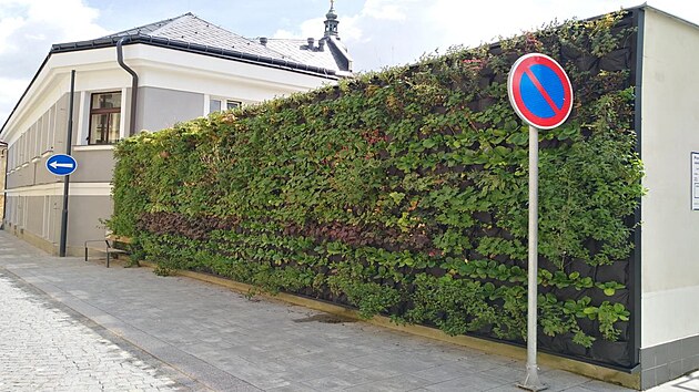 Šaffovu ulici v centru Poličky od roku 2019 ochlazuje na stěně městské knihovny visutá zahrada s 1300 květinami.
