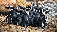 Hejno tučňáků brýlových dorazilo do safari parku ve Dvoře Králové nad Labem....