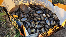 Cizinky lovily ve Velkém boleveckém rybníku v Plzni chrán�né �keble.