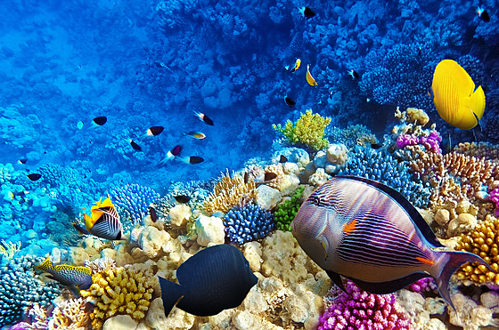 Korálové útesy
