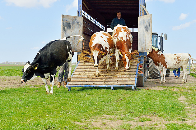 Kvůli klimatu vybijí Nizozemci třetinu krav. Protesty začínají dramatizovat