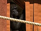 Gorilí samice i Ajabu u zkouejí venkovní výbh v novém pavilonu
