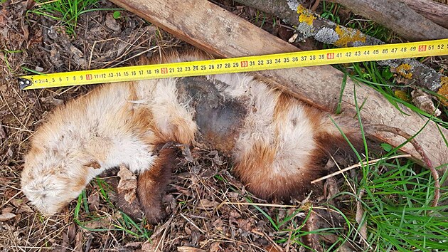 Dopadený travič z Břeclavska zabil karbofuranem několik zvířat. Vedle lišek a kun také ohrožené ptačí dravce.
