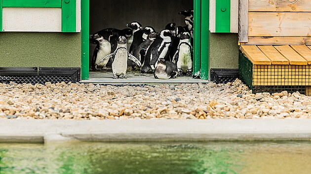 Hejno tučňáků brýlových se v zoo ve Dvoře Králové teprve rozkoukává. (7. 7. 2022)