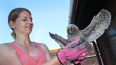 Mlád� kalouse u�atého