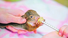 Mláata veverek si nkteré zamstnankyn obas berou dom.