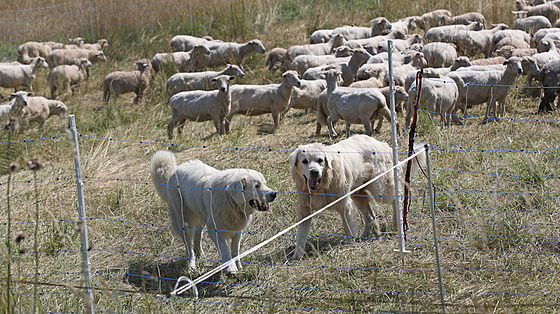 Jiímu Pivcovi z Bukovce pomáhají steit stádo ovcí pastevetí psi.