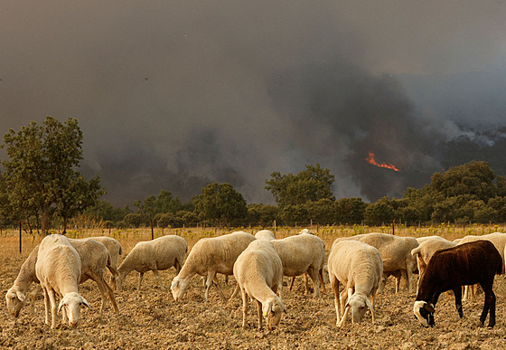Lesní požáry se během letošní druhé vlny veder ve Španělsku rozšiřují na...