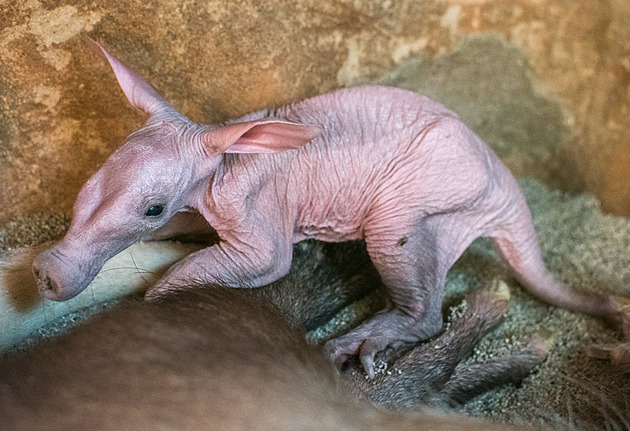 V pražské zoo se narodilo mládě hrabáče, jeho náročný odchov je raritou