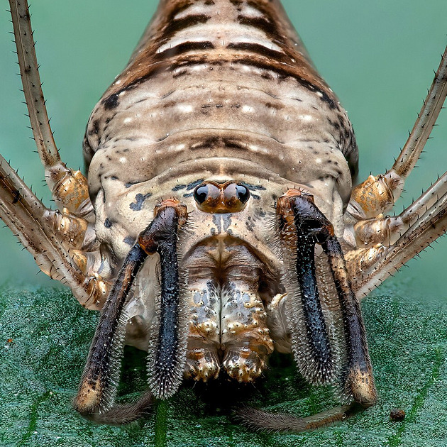 OBRAZEM: Makrofotky zachycují hmyz jako fascinující monstra