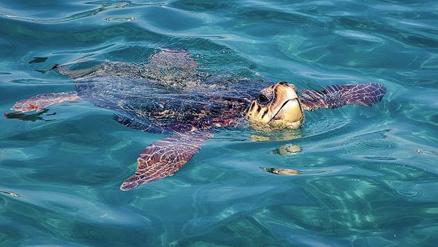Na japonské pláži ležely desítky ubodaných želv, rybáři se zapletly do sítě