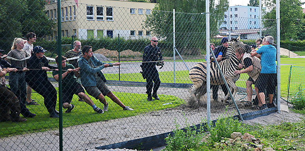 Z jihlavské zoo utekly tři zebry, samce naháněli na baseballovém hřišti