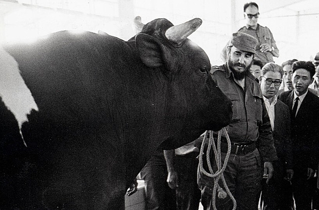 Kráva přišla Ameriku draze, kubánskou stračenu zabil její satelit