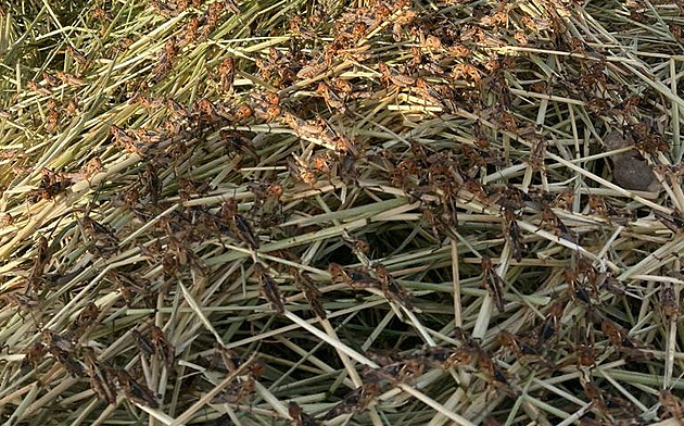 Kobylky devastují úrodu Sardinie, nálet je nejhorší za třicet let