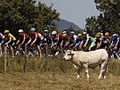 Peloton ve 13. etap Tour de France