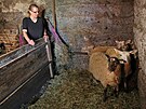 Marcela Bojkov� z P�sku na Jablunkovsku u sv�ch napaden�ch ovc�, kter� musela...