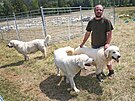 Ji��mu Pivcovi z Bukovce pom�h� st�e�it st�do ovc� trojice pasteveck�ch ps�.