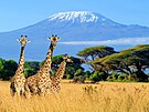 Kilimandáro (Tanzanie)
