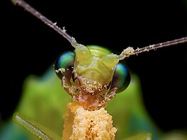 Portrétní fotografie hmyzu asto zachycují partie, které nejsou vtí ne 1- 3...