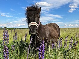 Shetlandský pony Barunka
