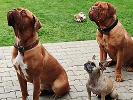 Moje milovaná miminka � Jessy, Debi a malá Julie. Bordeauxská doga a buldo�ek