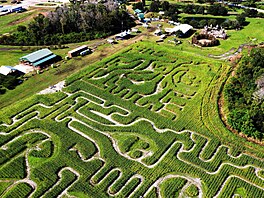 Corn maze opens in Mt. Dora, US; Aerial view of the annual fall corn maze seen...
