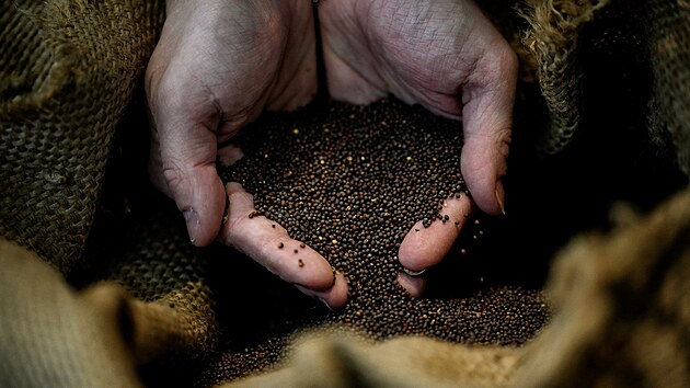 Semena brukve stnovit v obchod s dijonskou hoic v Dijonu (14. prosince 2021)