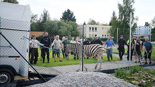 Uprchlho chovnho samce zebry Burchellovy zamstnanci jihlavsk zoologick zahrady ve spoluprci s polici odchytili na baseballovm hiti u Z Demlova. (11. ervence 2022)