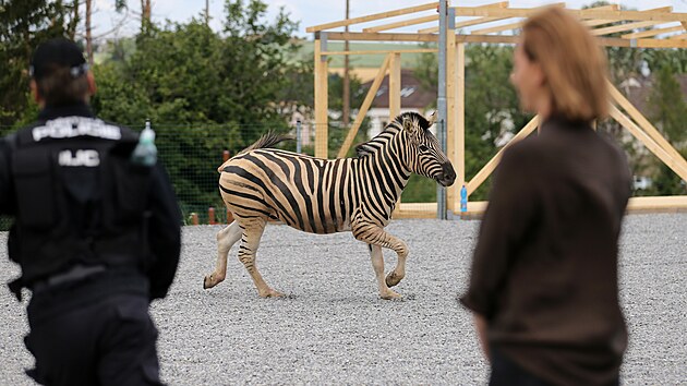 Uprchlho chovnho samce zebry Burchellovy zamstnanci jihlavsk zoologick zahrady ve spoluprci s polici odchytili na baseballovm hiti u Z Demlova. (11. ervence 2022)