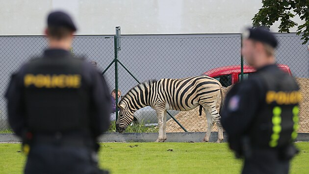 Uprchlho chovnho samce zebry Burchellovy zamstnanci jihlavsk zoologick zahrady ve spoluprci s polici odchytili na baseballovm hiti u Z Demlova.