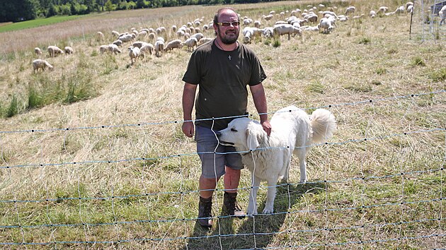 Jiřímu Pivcovi z Bukovce pomáhají střežit stádo ovcí pastevečtí psi.
