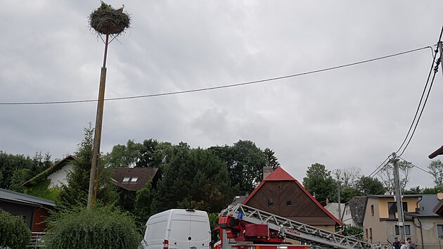 Hn�zdo ve Vojnov� M�stci skr�valo dv� asi �trn�ctidenn� ��pata. Ob� dostala krou�ek.