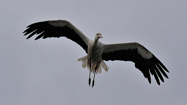 Hn�zdo ve Vojnov� M�stci skr�valo dv� asi �trn�ctidenn� ��pata. Ob� dostala krou�ek.