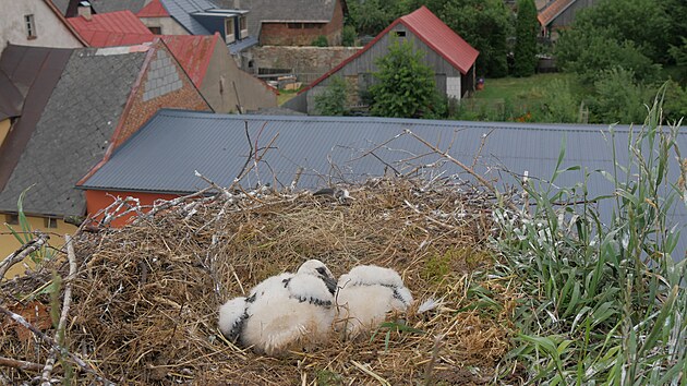 Hn�zdo ve Vojnov� M�stci skr�valo dv� asi �trn�ctidenn� ��pata. Ob� dostala krou�ek.