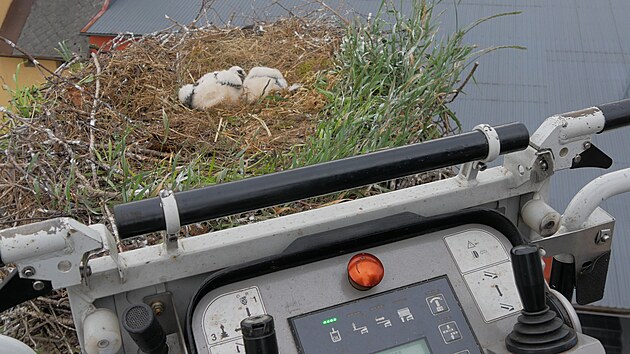 Hn�zdo ve Vojnov� M�stci skr�valo dv� asi �trn�ctidenn� ��pata. Ob� dostala krou�ek.