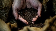 Semena brukve stínovité v obchod s dijonskou hoicí v Dijonu (14. prosince...