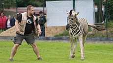 Uprchlého chovného samce zebry Burchellovy zaměstnanci jihlavské zoologické...