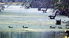 Zaplavená pražská Stromovka. Lavičky zanesené bahnem. Povodně 2002.