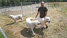 Jiímu Pivcovi z Bukovce pomáhá steit stádo ovcí trojice pasteveckých ps.