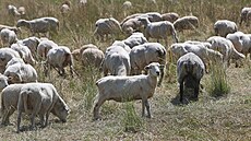 Stáda ovcí na Jablunkovsku už řadu týdnů decimují vlci.