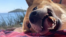 Šťastný pes na pláži | na serveru Lidovky.cz | aktuální zprávy