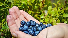 Bor�vky (brusnice bor�vky, blízké p�íbuzné �ervených brusinek) pomáhají zraku. 