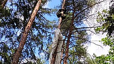 Dva výsadká�i z�stali viset na strom� v lese u Plas na Plze�sku.