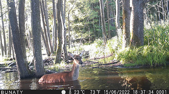 Fotopast na Kateinském potoce zachytila la jelena evropského. (27. ervence...