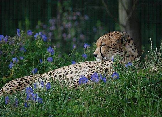 Gepardí samec z plzeské zoo uhynul v dsledku dlouhé tké nemoci.